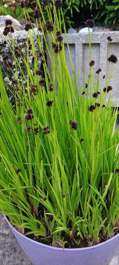 Diverse stekken Dwergrus - vijverplanten, Ophalen, Vaste plant, Siergrassen, Halfschaduw