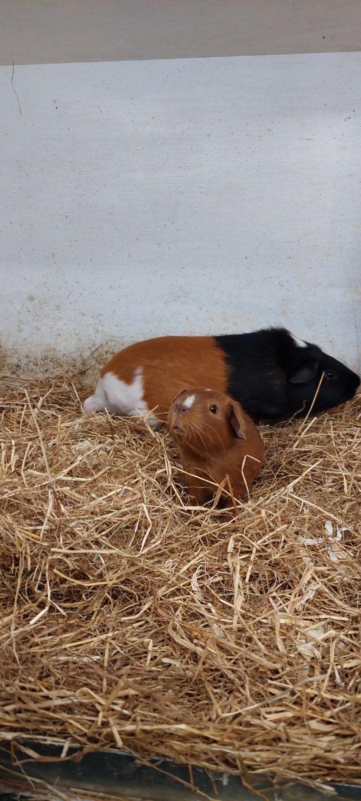 2 beertjes vader en zoon, April, Mannelijk, Cavia