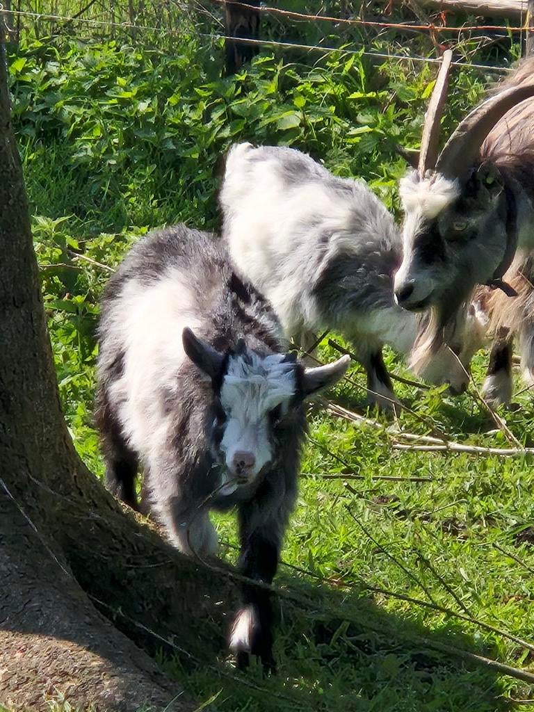 Landgeiten (met stamboom), Dieren en Toebehoren, Mannelijk, Geit