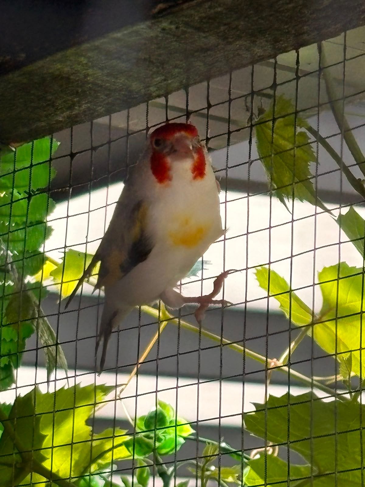 Major putters witte keel man, Dieren en Toebehoren, Vogels | Kanaries