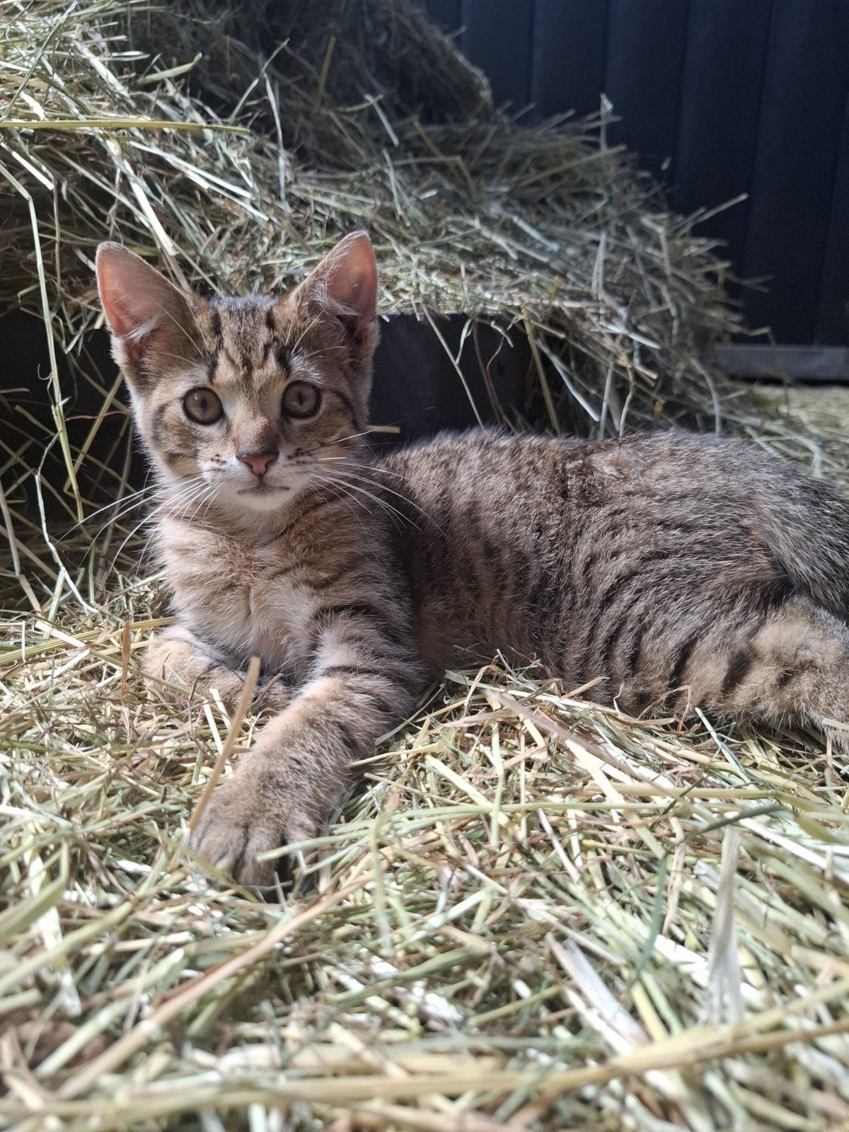 Lieve kittens te koop, Meerdere dieren