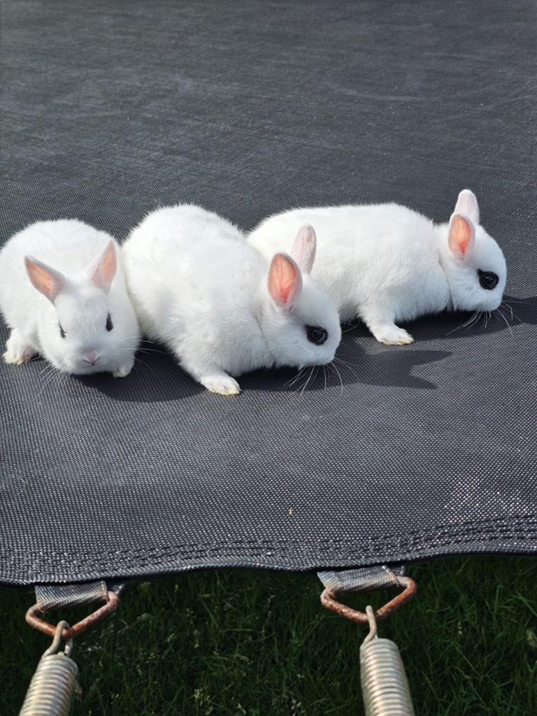 Hottot konijntjes te koop., Dieren en Toebehoren, Konijnen, Meerdere dieren
