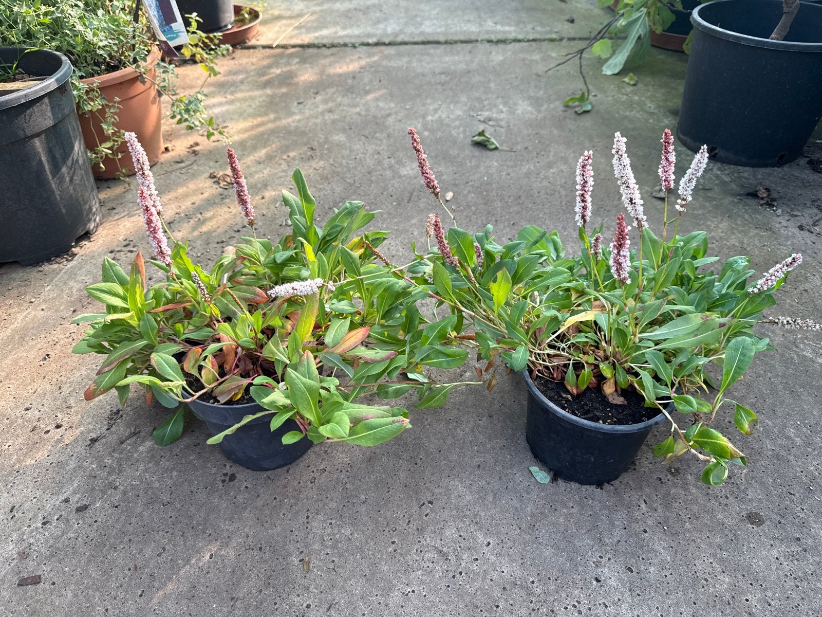 Persicaria Kabouter - Bodembedekker in 17cm pot, Ophalen, Bodembedekkers, Vaste plant, Halfschaduw