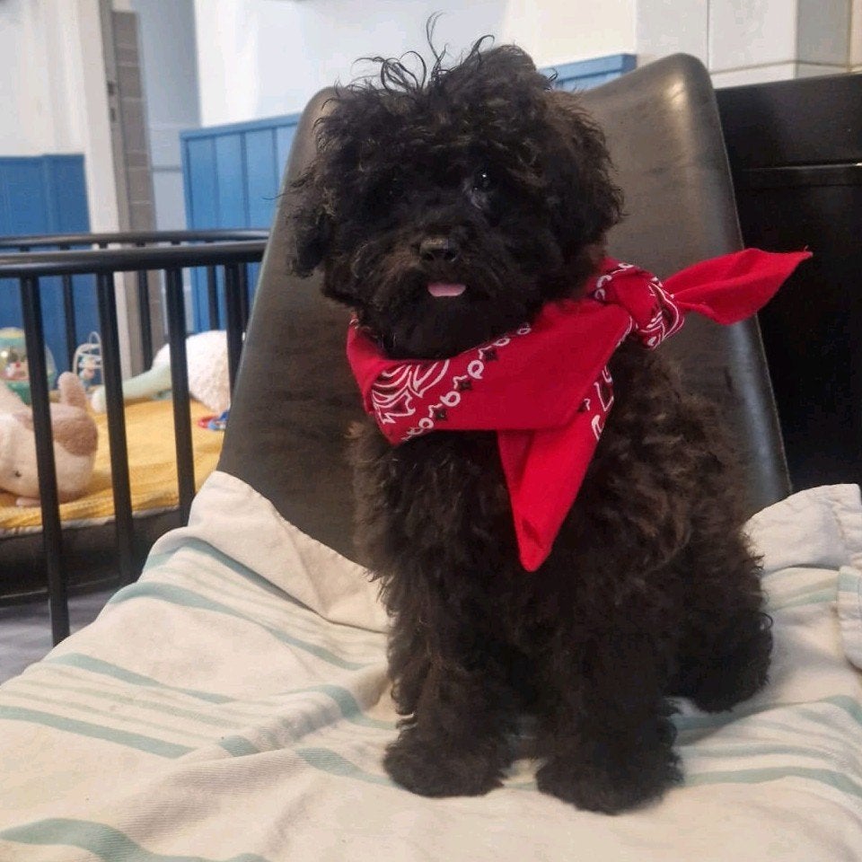 Maltipoo pups kennen al basiscommando's, zeer aanhankelijk, Poedel, 8 tot 15 weken, Teef, Parvo