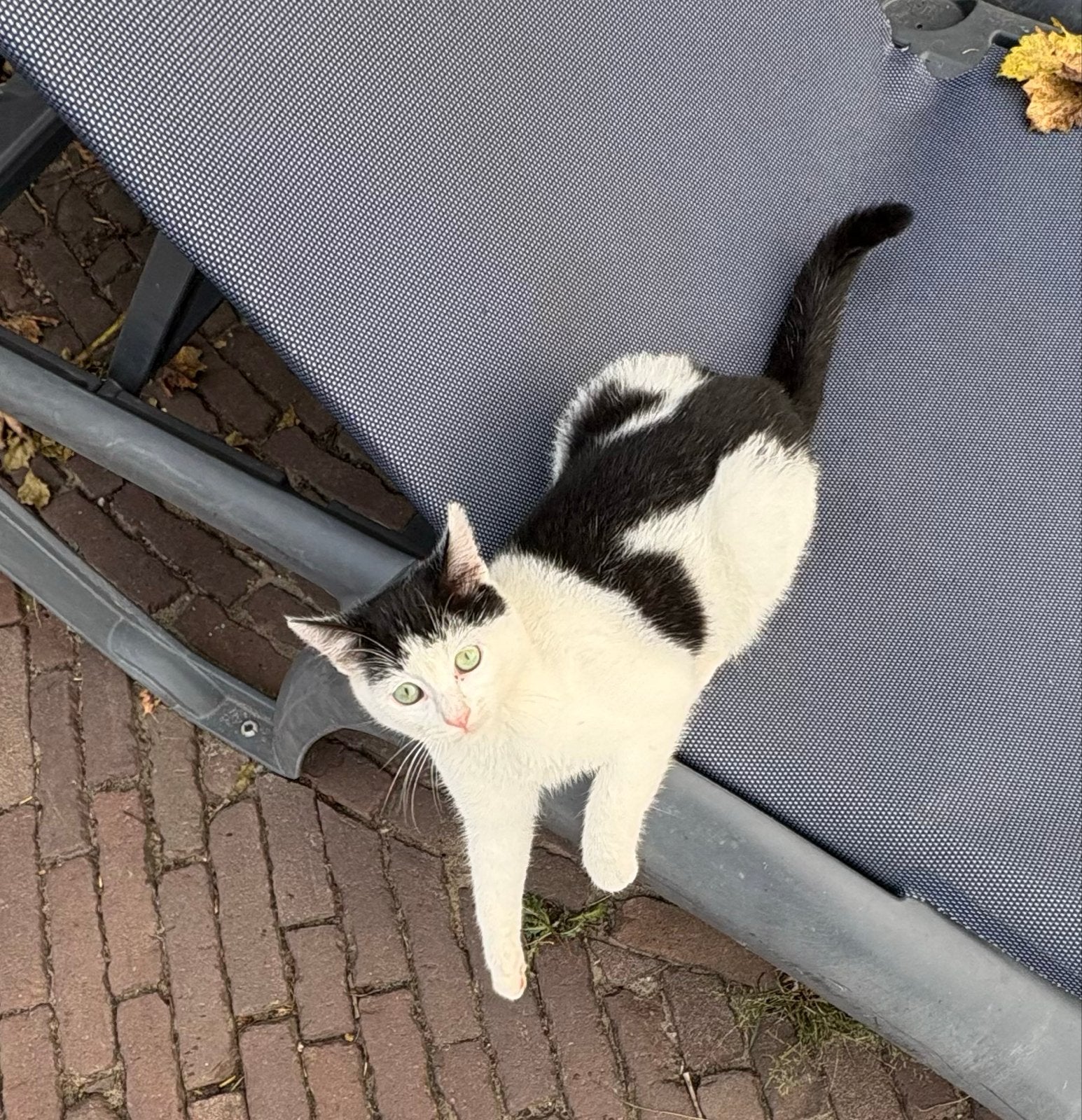 Lieve sociale poes, Poes, Kortharig, 0 tot 2 jaar