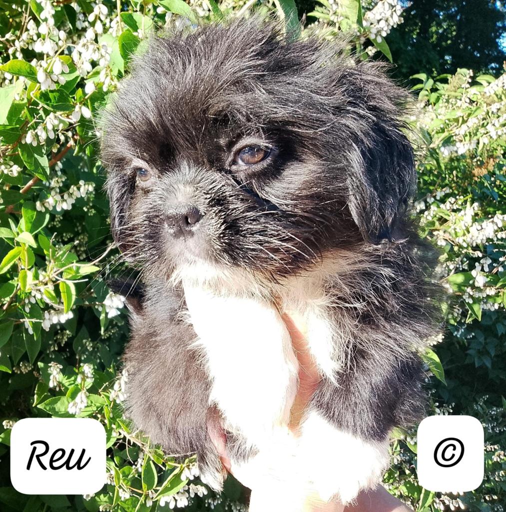 Flushi pups Fluffy Frenchie X Shih Tzu F1, Particulier, Overige rassen, 8 tot 15 weken, Buitenland