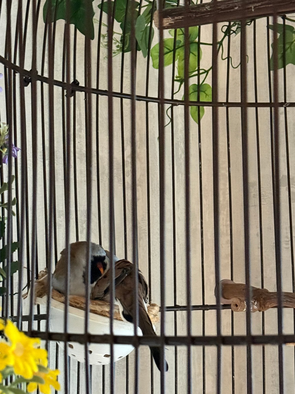 Zwartmasker duifjes, Meerdere dieren, Geringd