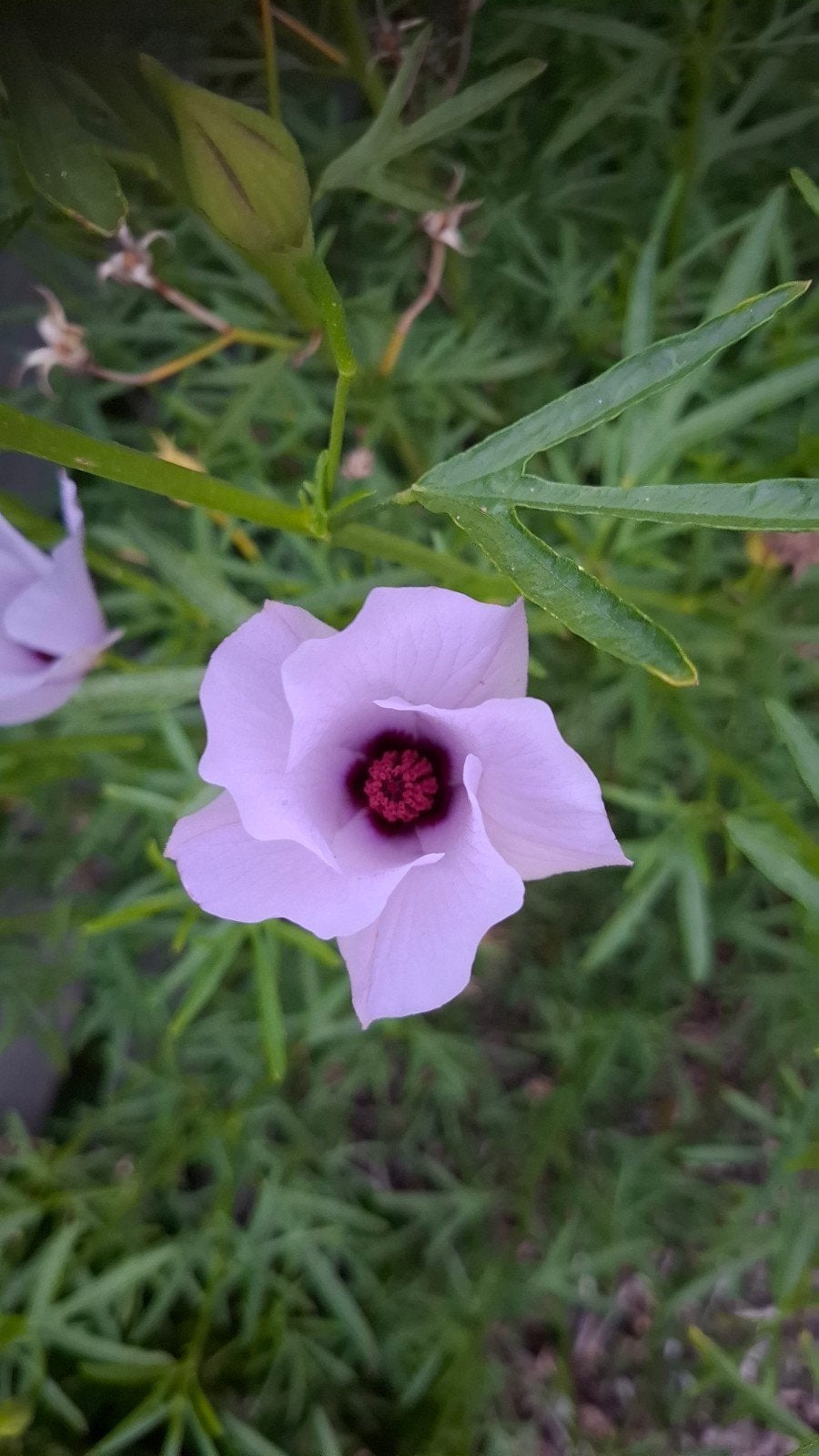 Australische Hibiscus, Tuin en Terras, Ophalen, Overige soorten, 100 tot 250 cm