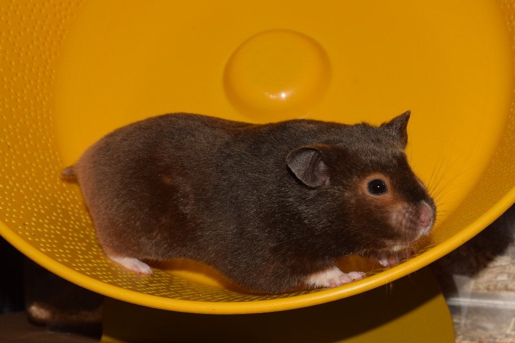 Syrische hamster dame, Hamster, Februari, Vrouwelijk, Tam