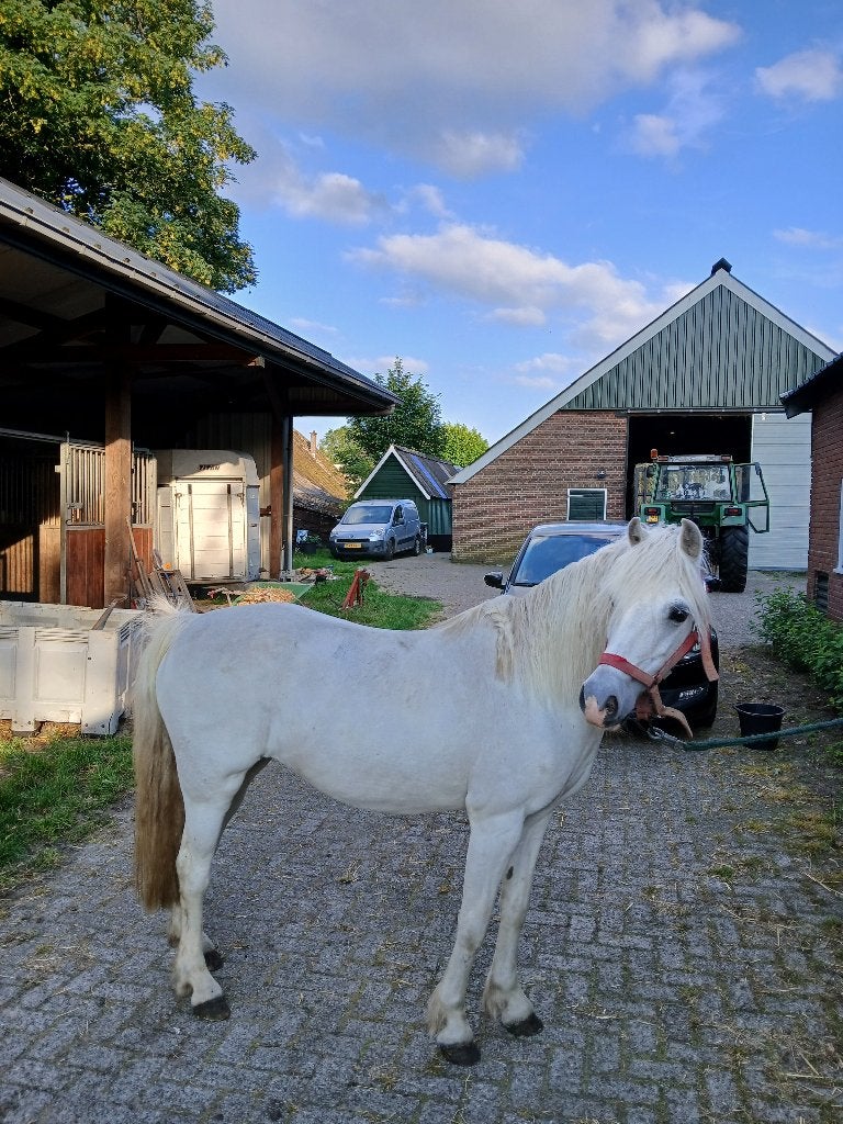 welshB pony, Dieren en Toebehoren, Pony's, Merrie, Zadelmak, Met stamboom, 11 jaar of ouder