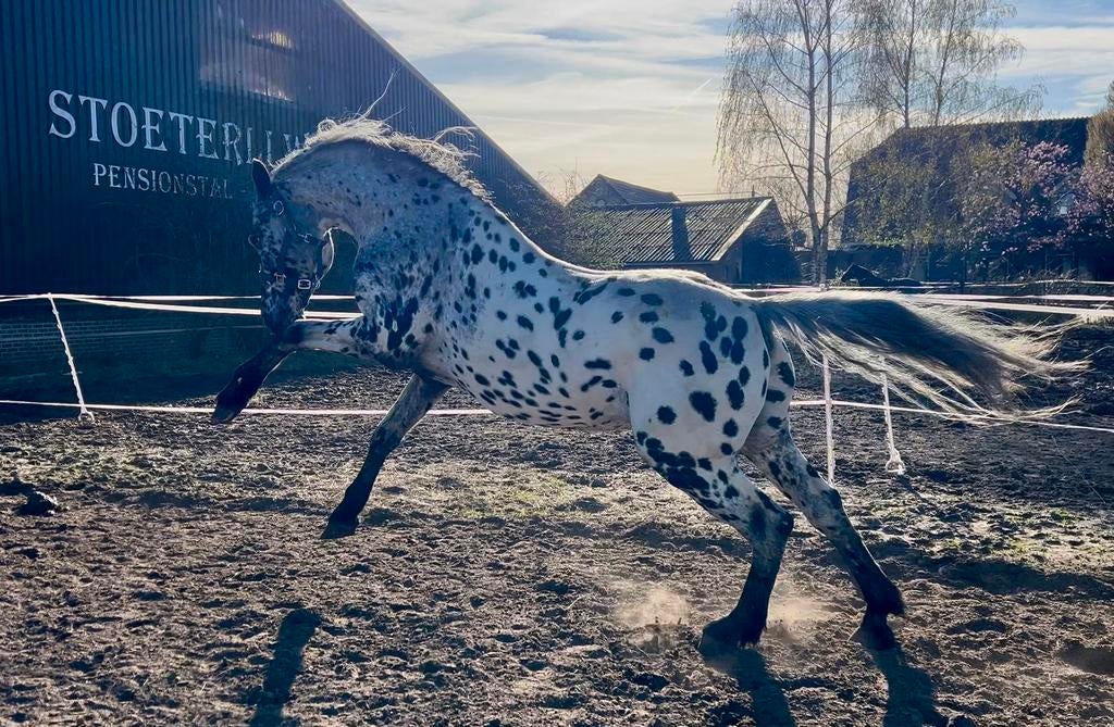 Abnormale stoere appaloosa hengst, Dieren en Toebehoren, Paarden, Gechipt, 160 tot 165 cm, 11 jaar of ouder, Recreatiepaard
