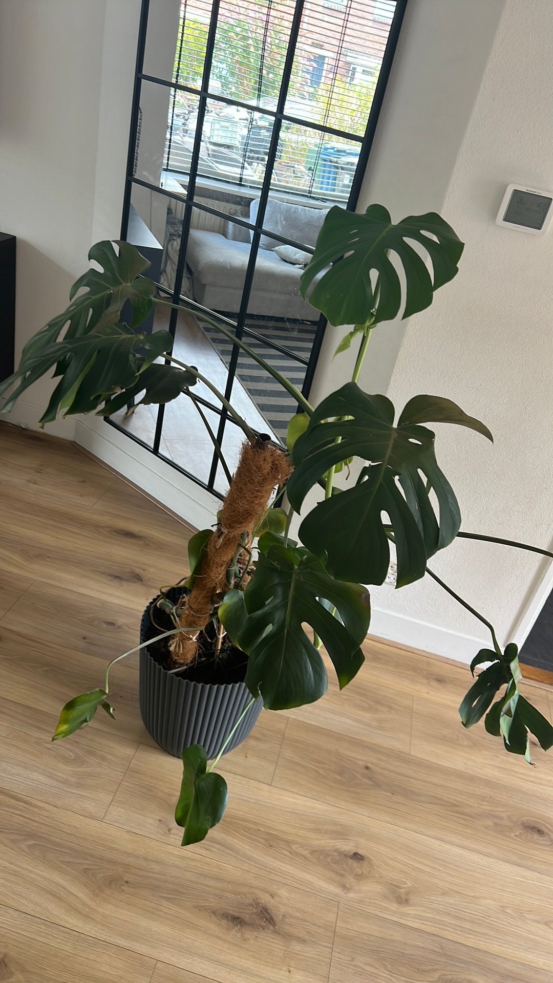 Planten, Ophalen, Halfschaduw, Minder dan 100 cm