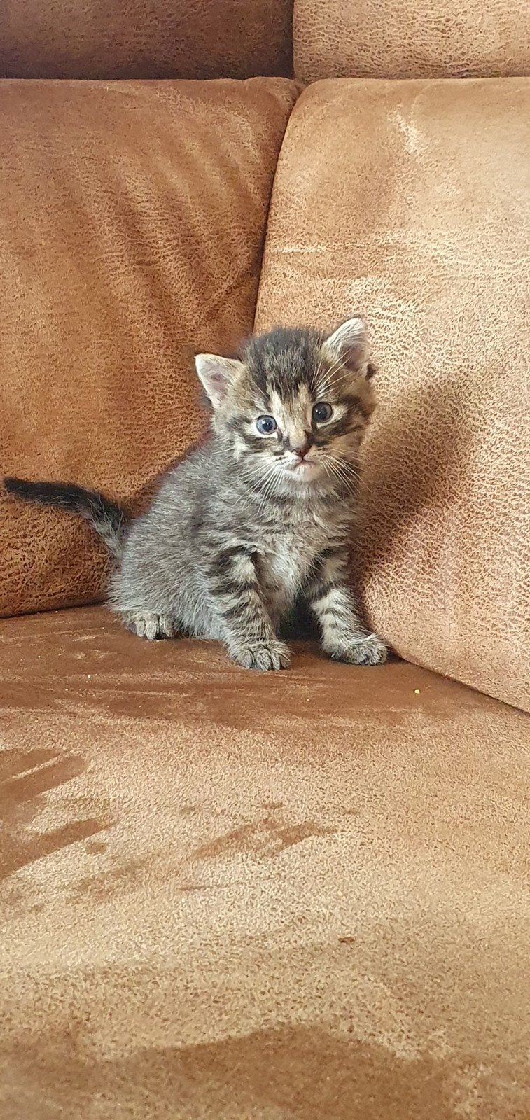 Kittens, Dieren en Toebehoren, Meerdere dieren, Ontwormd, 0 tot 2 jaar