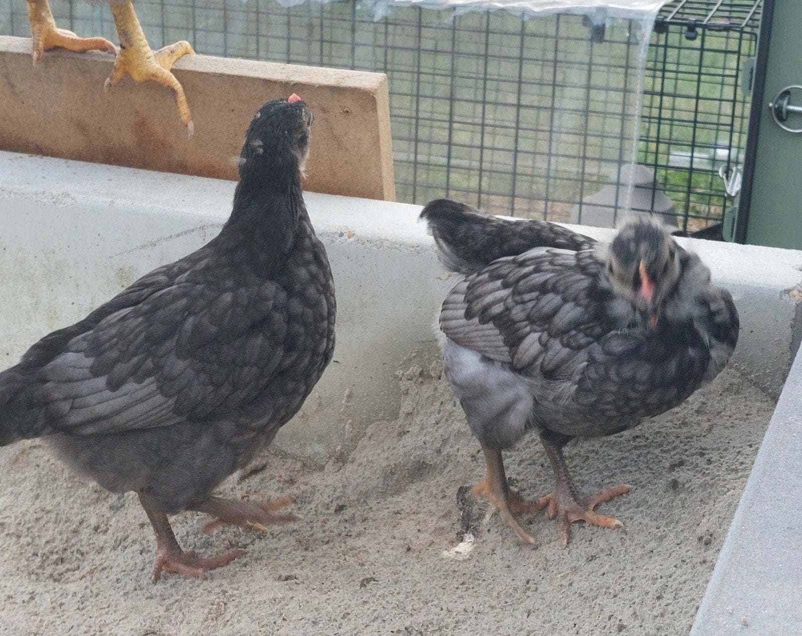 barnervelder hen en haan 6 weken oud, Dieren en Toebehoren, Meerdere dieren, Kip