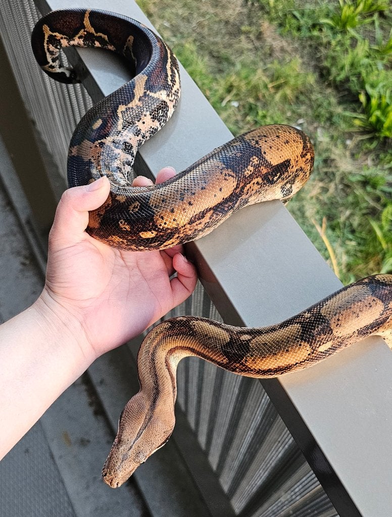 Pinkish fire vrouw boa imperator Boa Constrictor photo 11