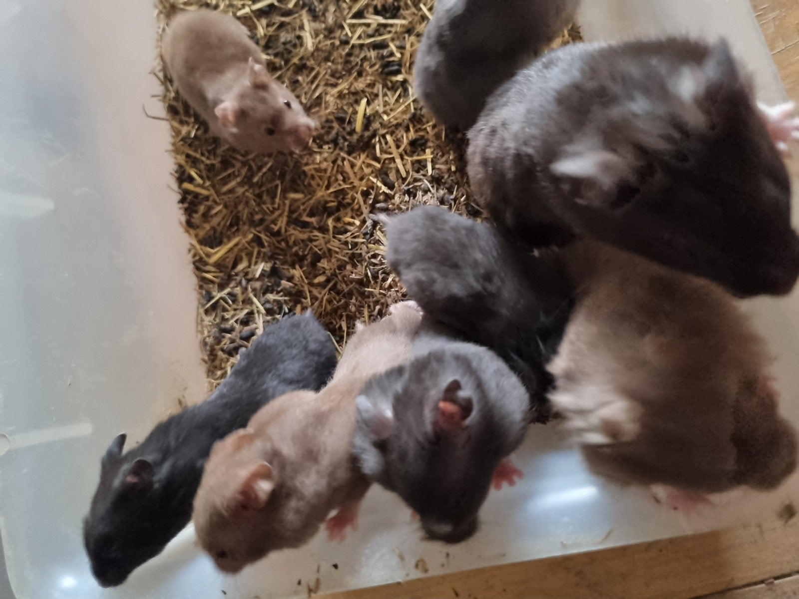 Te koop mooie jonge goudhamsters!!, Dieren en Toebehoren, Knaagdieren, Hamster, Juli, Meerdere dieren, Tam