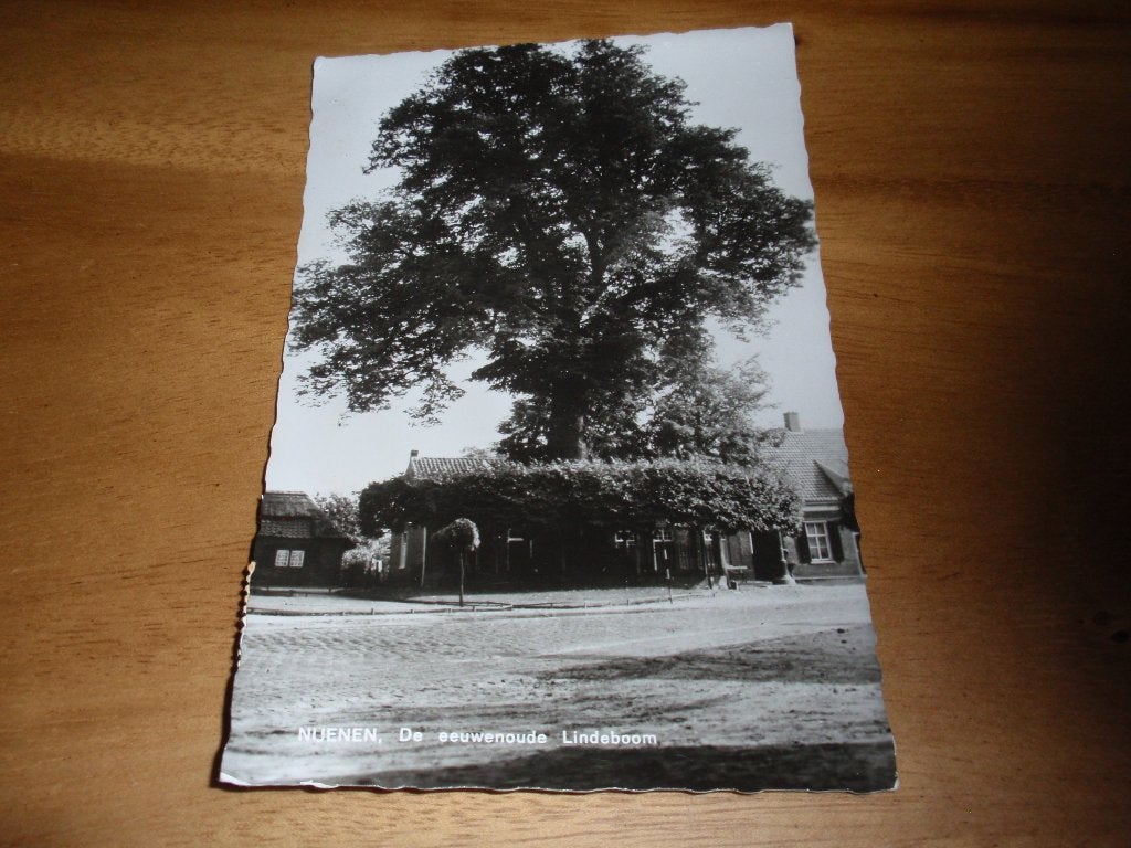 Nuenen De eeuwenoude Lindeboom Boom, Verzenden, 1960 tot 1980, Gelopen, Noord-Brabant