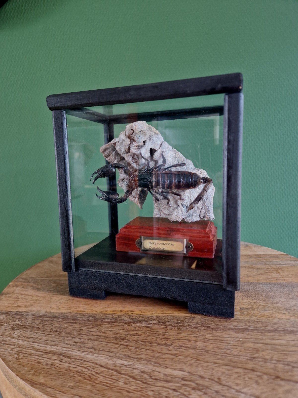 Opgezette Heterometrus Cyaneus Schorpioen in Vitrine, Ophalen, Nieuw
