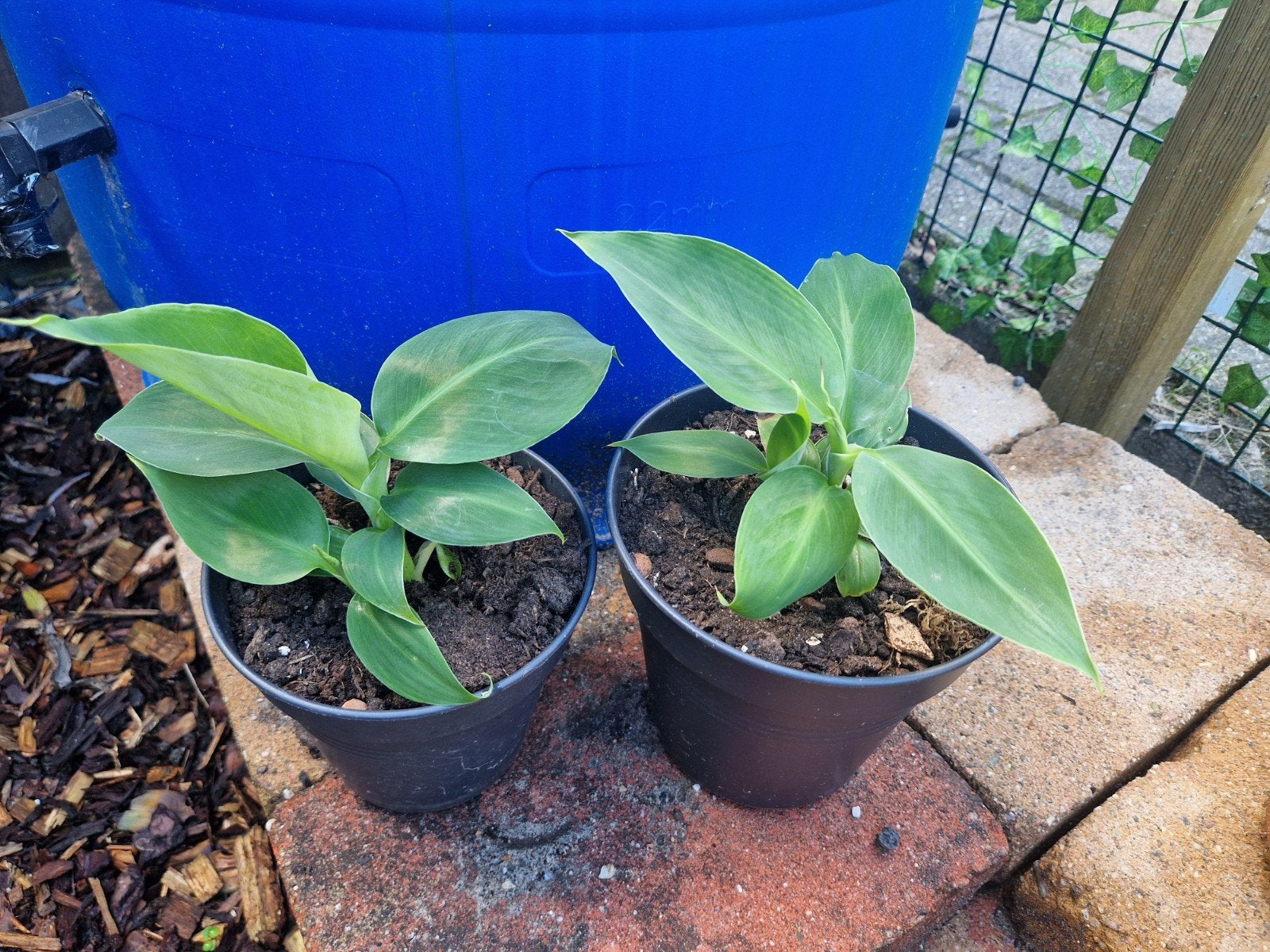 Jonge banaanplantjes - Diverse maten beschikbaar, Tuin en Terras, Ophalen, Volle zon, Vaste plant, Bloeit niet