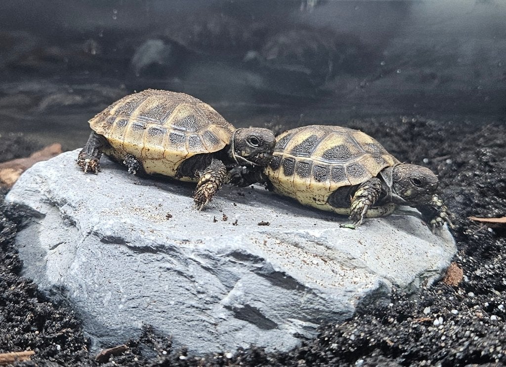 Griekse landschildpadjes incl. Juwel terrarium Tortoise - unknown for sale from Edwin
