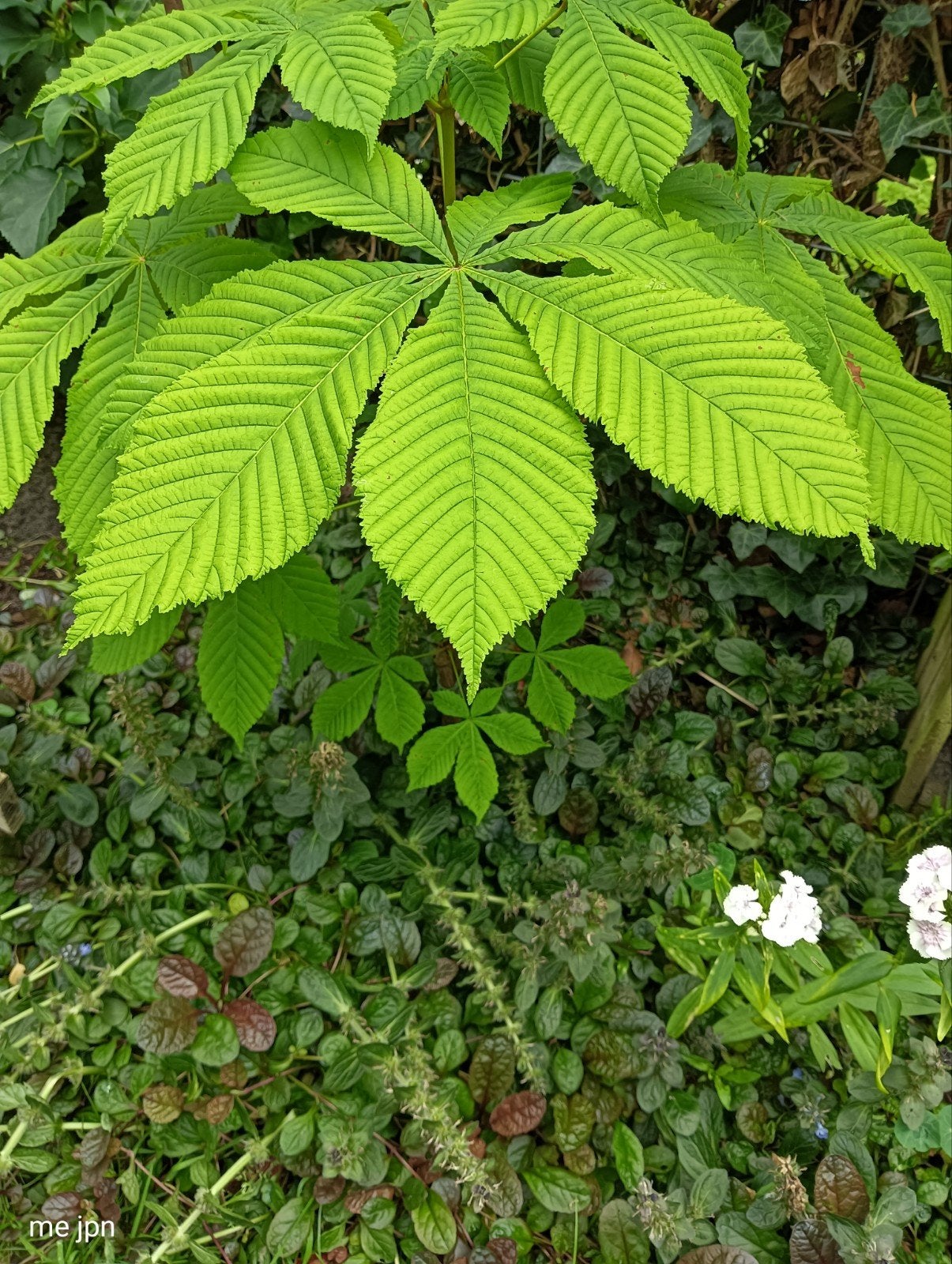 3 kleine kastanje boompjes halve meter ., Tuin en Terras, Planten | Bomen, Ophalen, Volle zon, Overige soorten, Minder dan 100 cm