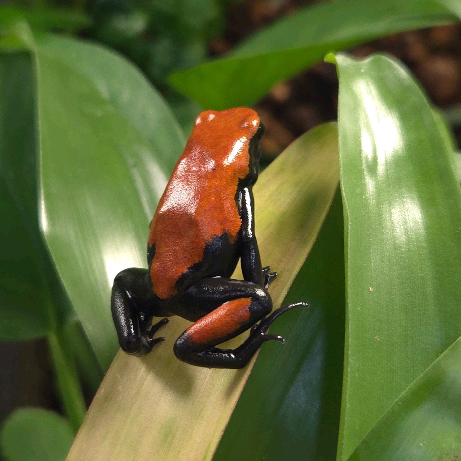 Gifkikkers Adelpobates Frog photo 2