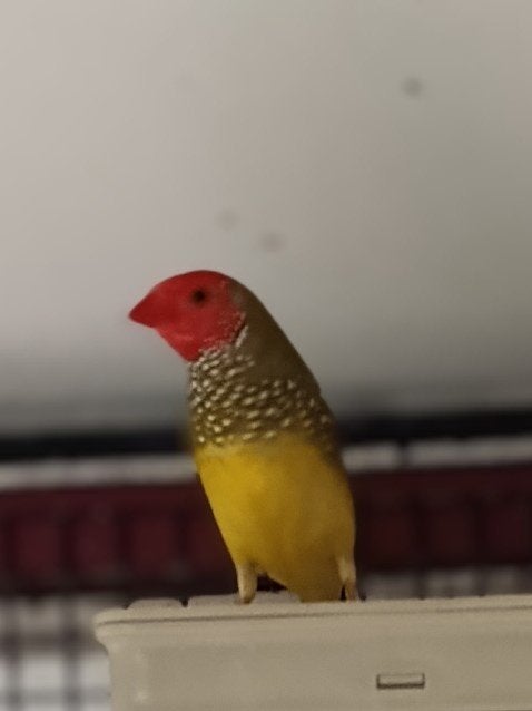 Binsen Astrildes Natuurbroed Eigen Kweek, Meerdere dieren, Tropenvogel