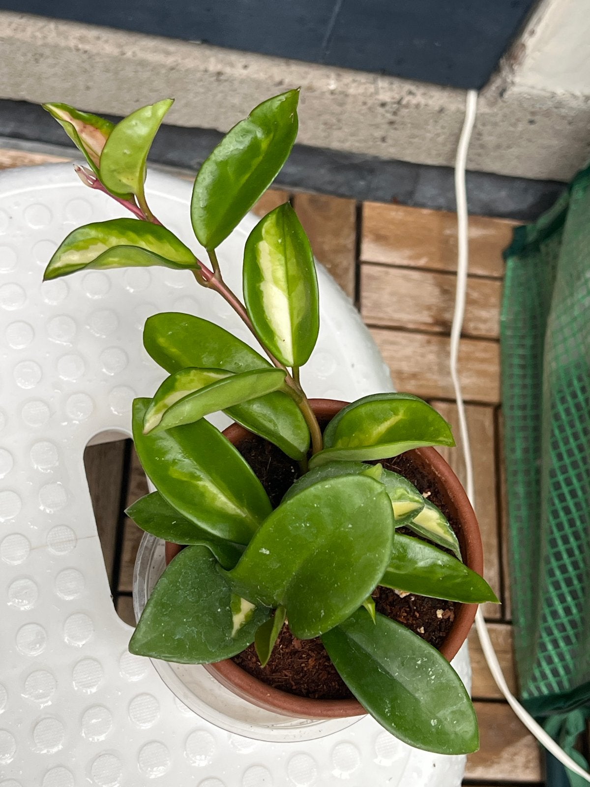 Hoya Australis Lisa - Prachtige kamerplant, Huis en Inrichting, Overige soorten, In pot, Minder dan 100 cm, Groene kamerplant