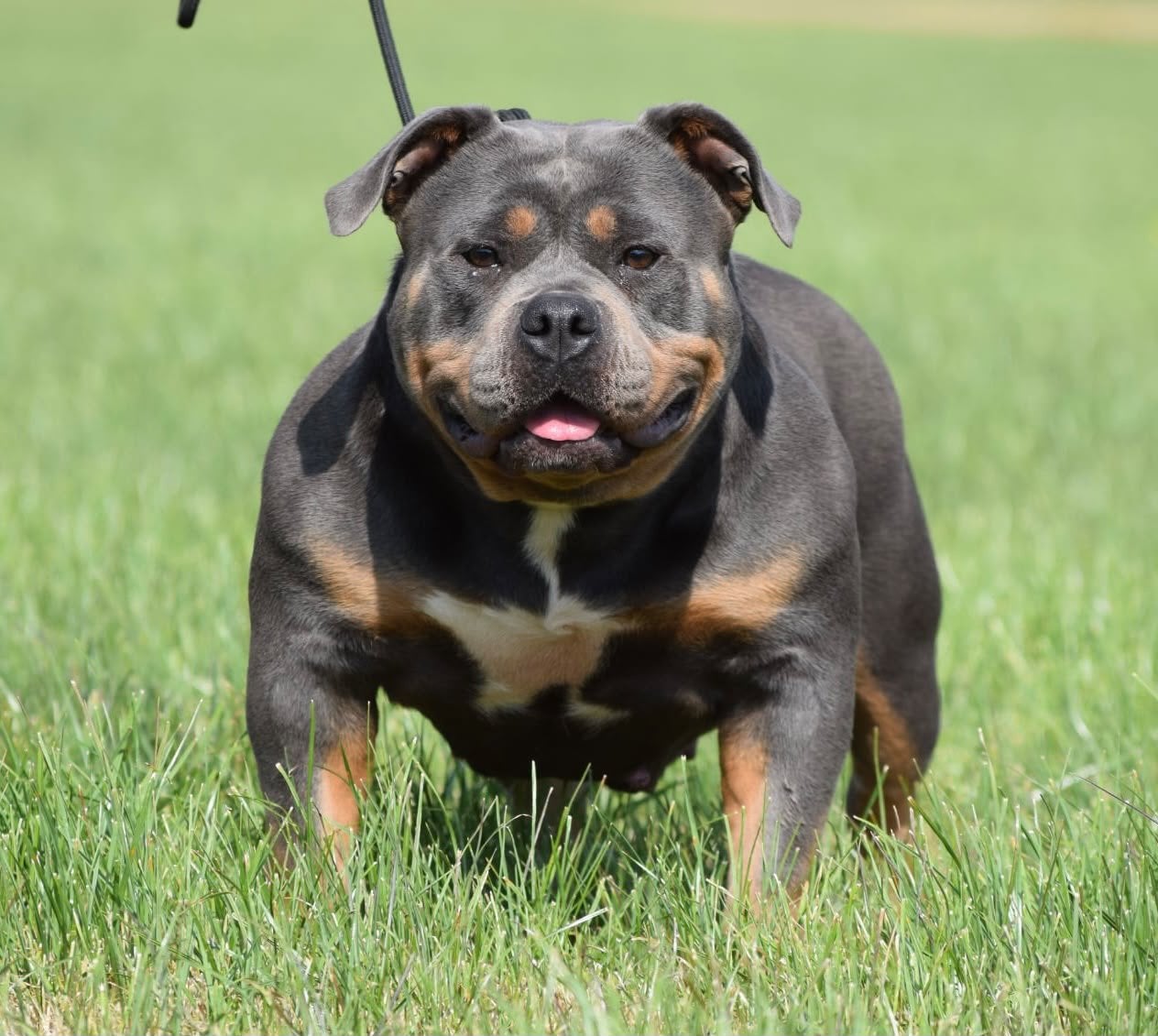 Foto 8 van 🔥American bully pups uit grand champion line, tricolors