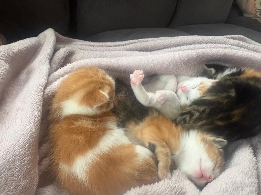 Kittens, Dieren en Toebehoren