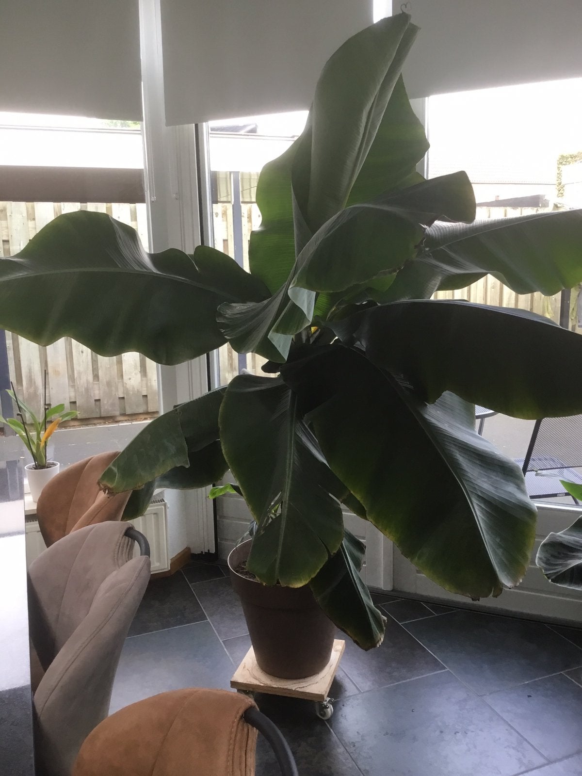 Grote bananenplant, Ophalen, Halfschaduw, 200 cm of meer