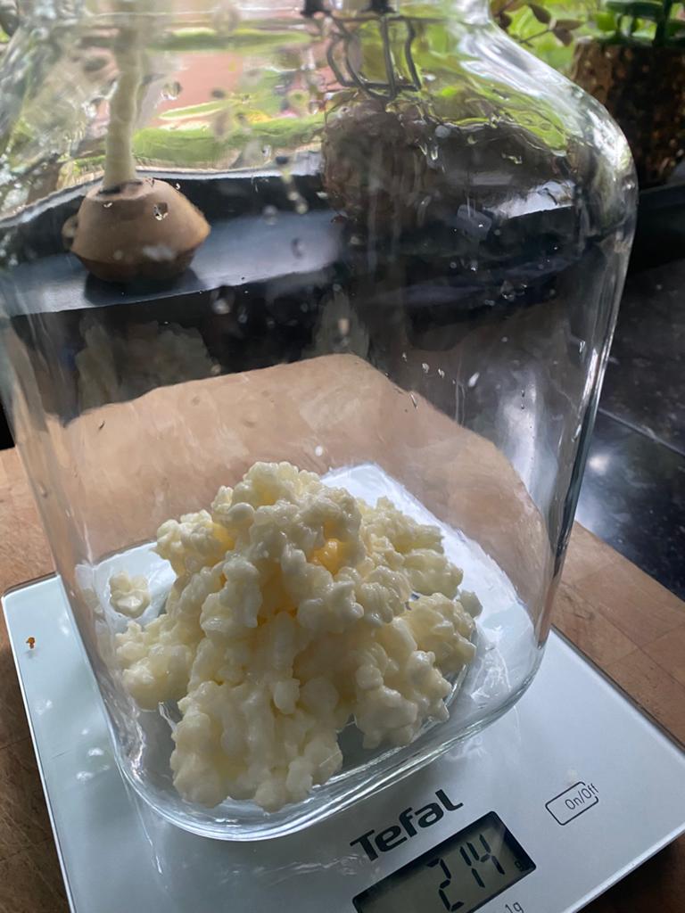 Verse melk kefir korrels., Diversen, Levensmiddelen, Ophalen
