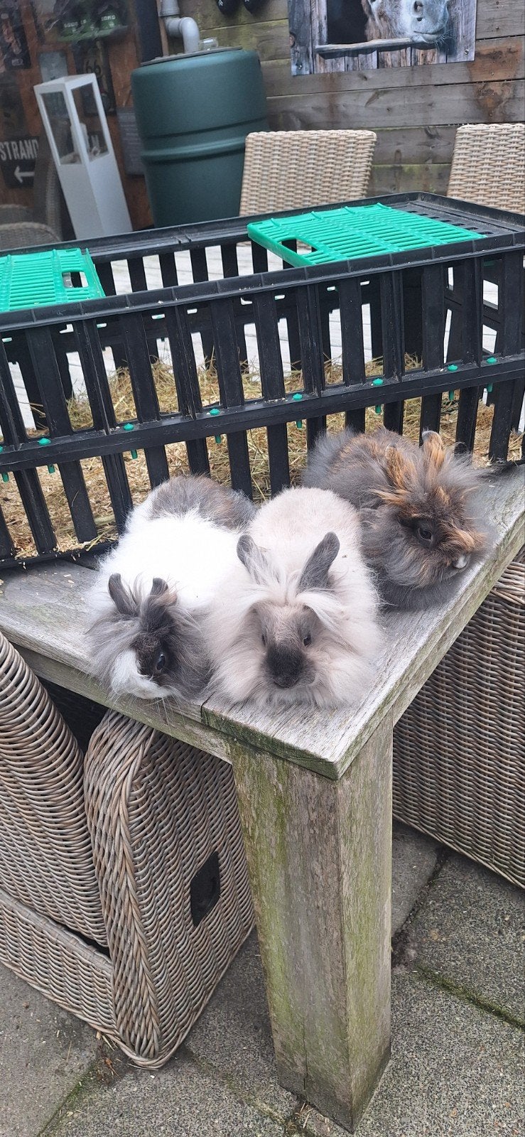 4 voedster, Dieren en Toebehoren
