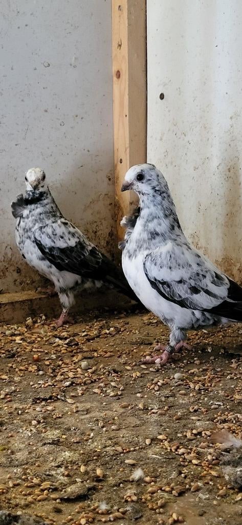 Figurita duiven getijgerd, Meerdere dieren, Postduif