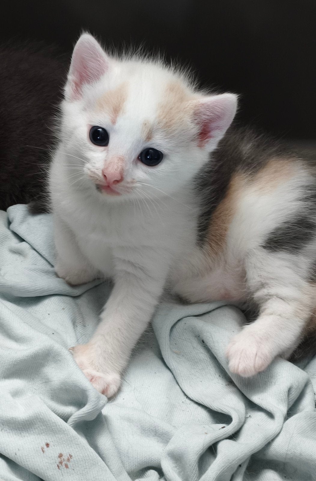 Grijs lapje kitten poesje, Dieren en Toebehoren, Katten en Kittens | Overige Katten, Meerdere dieren, Langharig, 0 tot 2 jaar