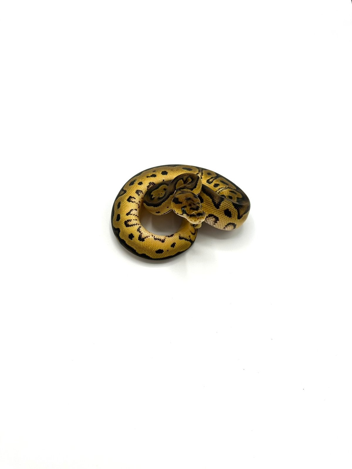 Diverse Python regius - koningspythons Ball Python photo 14