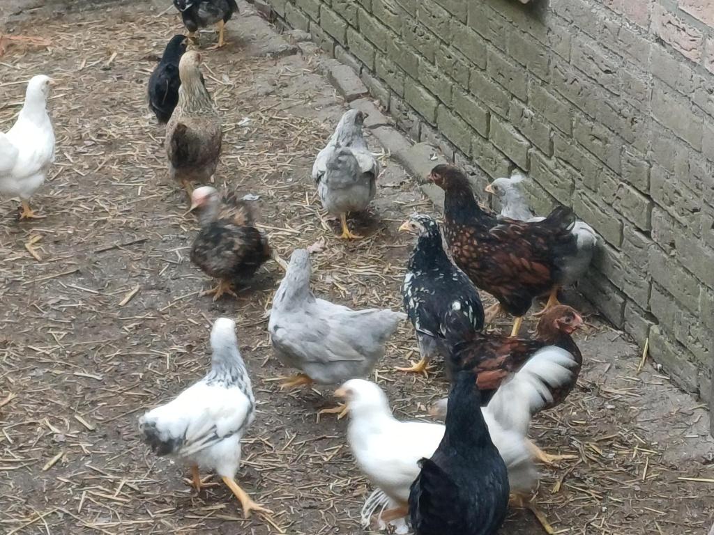 Diverse jonge kippen en kuikens, Dieren en Toebehoren, Pluimvee, Meerdere dieren, Kip