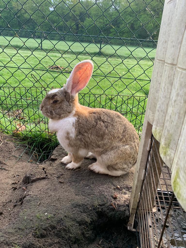 Mooie vlaamse reuzen, Dieren en Toebehoren, Konijnen, Vrouwelijk, Groot