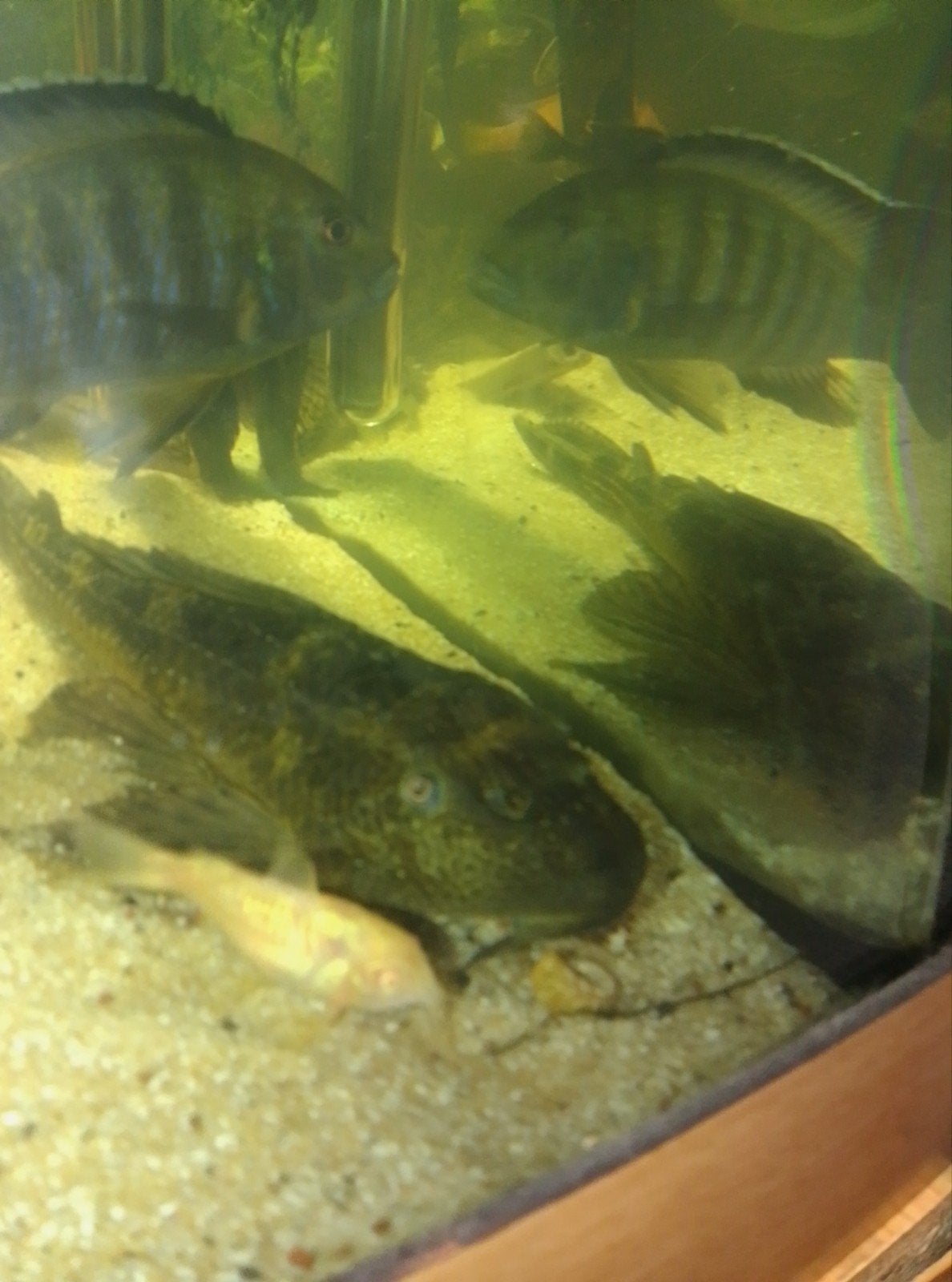 grote pleco, Vis