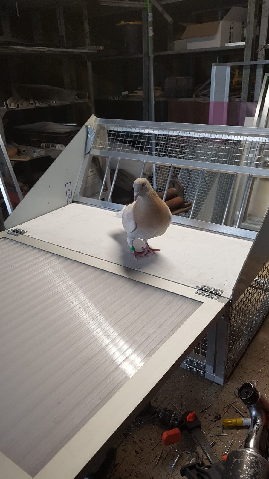 spoetnik nieuw vanaf 147,50, Dieren en Toebehoren, Meerdere dieren, Postduif