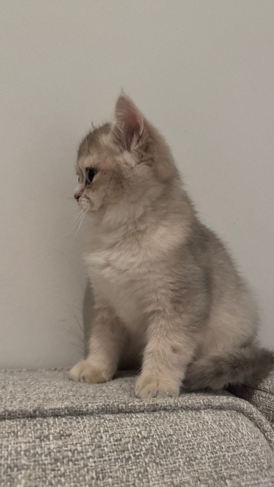 Britse korthaar Bleu Golden Shaded poesje en katertje, Dieren en Toebehoren, Katten en Kittens | Raskatten | Korthaar, Meerdere dieren