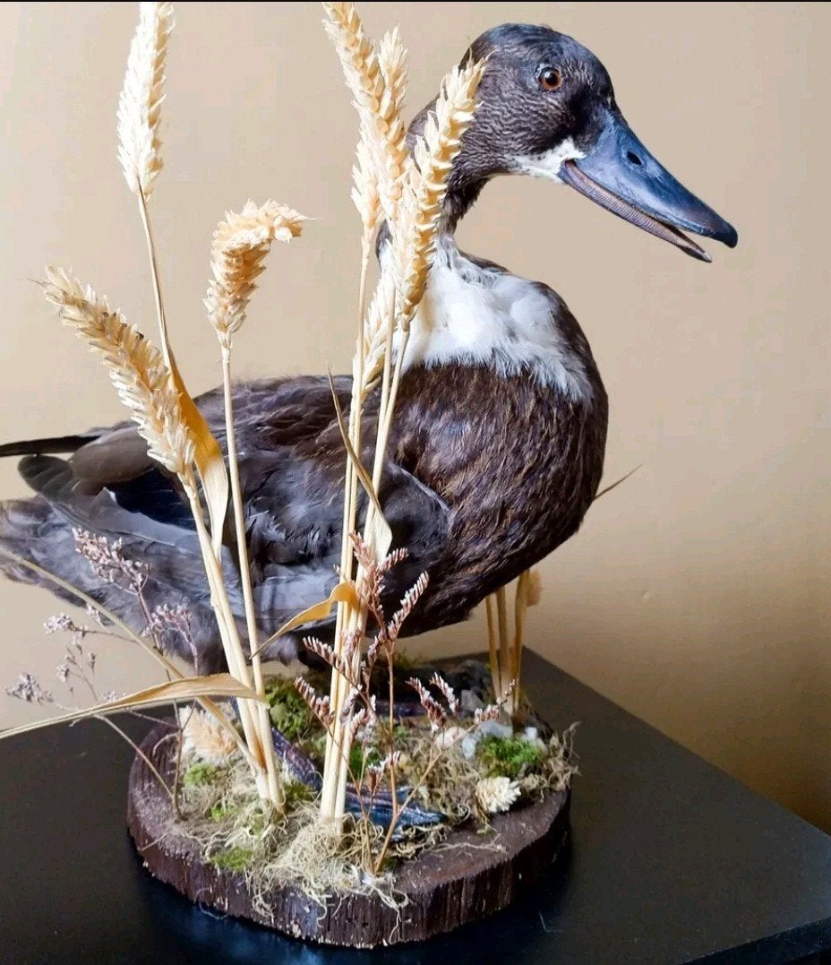 opgezette tamme eend, Ophalen of Verzenden, Nieuw, Vogel, Opgezet dier