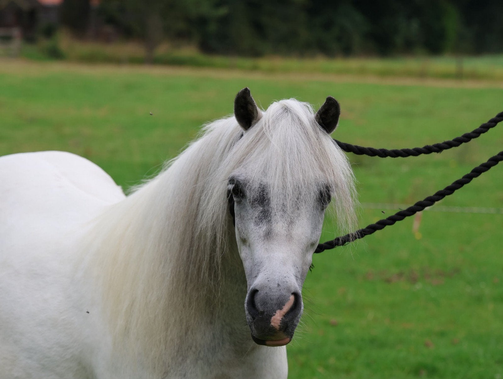 Knappe A pony merrie, 8 jaar, Zadelmak, A pony (tot 1.17m), 7 tot 10 jaar, Recreatiepony