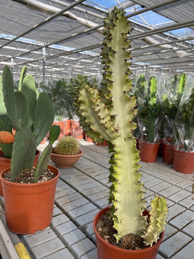Cactus Euphorbia Ingens Marmorata circa 65-75 cm hoog, Minder dan 100 cm, Bloeiende kamerplant, Halfschaduw, Ophalen of Verzenden