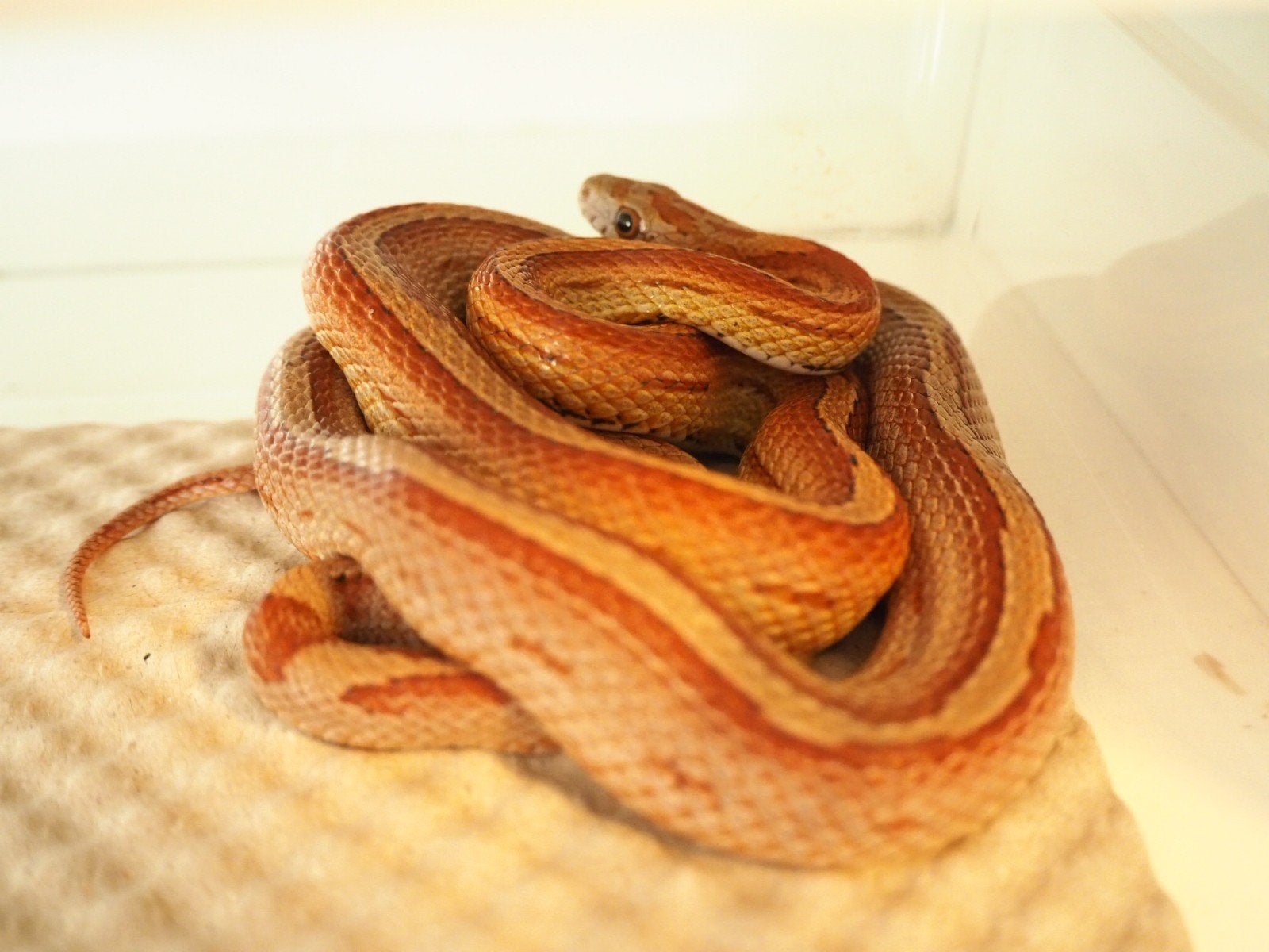 1.0 pantherophis guttatus Corn Snake photo 2