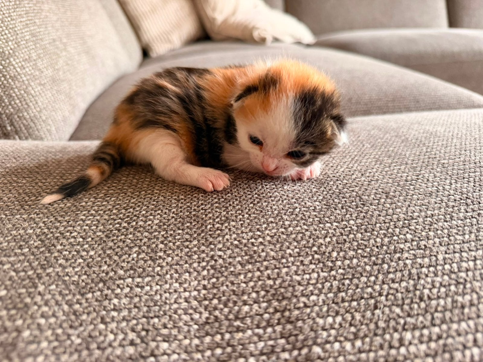 Prachtig Lapjes Poesje kitten zoekt nog een fijn thuis, Poes