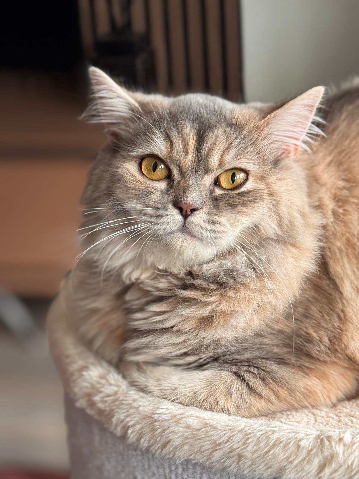 Lieve Siberische poes zoekt een liefdevol nieuw thuis ️, Dieren en Toebehoren, Katten en Kittens | Overige Katten, Poes, Langharig
