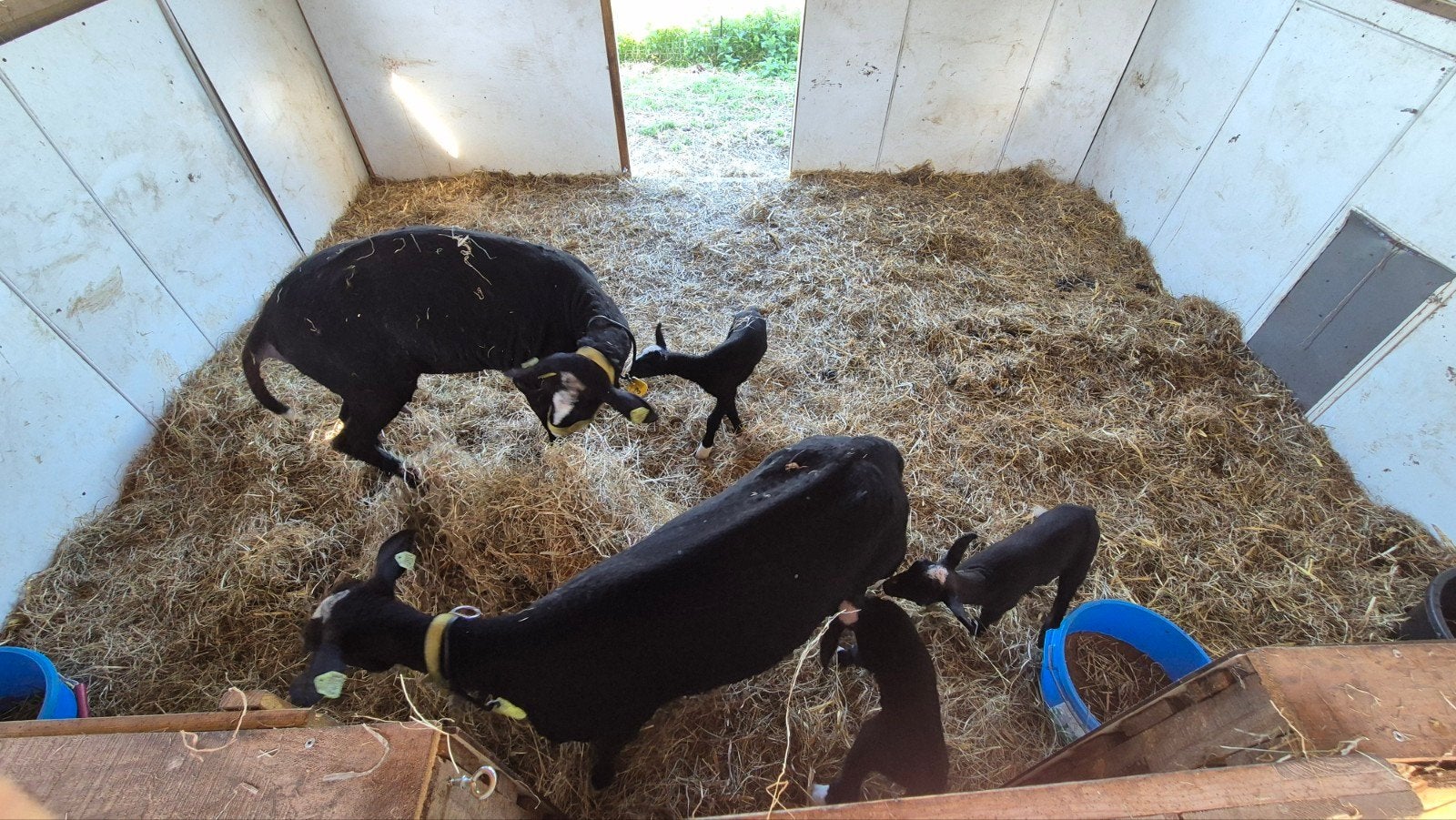 Zwartbles schapen (zie advertentie tekst), Dieren en Toebehoren, Meerdere dieren, Schaap
