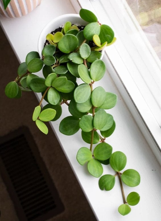 Peperomia Hope stekjes - 10/12 cm, Huis en Inrichting, Kamerplanten, Overige soorten, Minder dan 100 cm, Groene kamerplant, Halfschaduw