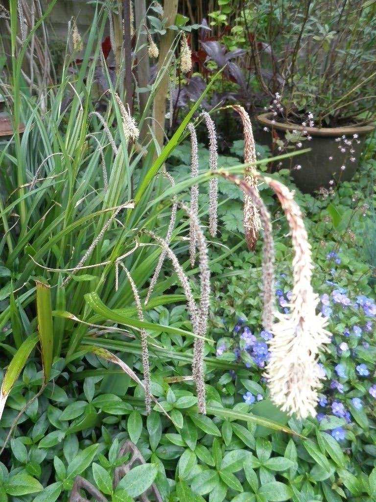Hangende zegge, Tuin en Terras, Planten | Tuinplanten, Volle zon, Vaste plant, Siergrassen, Ophalen of Verzenden